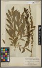 Foto von Salix purpurea L. x Salix viminalis L.
